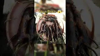 makanan paling aneh yang ada di indonesia #food #disgustingfood #extremefood #tikus #kelelawar
