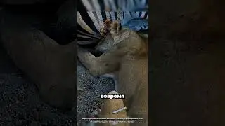 Чёрная мамба укусила львицу 😱