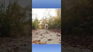 Dog 🐕 is running without stopping #6kviral#shorts