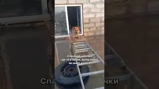 Спасение собачки где-то в Орске. Автор видео не знает адреса 