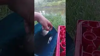 #рибалка #карась