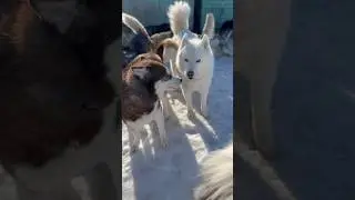 ПИТОМНИК ДОМ ХАСКИ