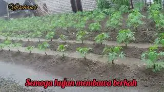 Sedih || Hujan Blebah Seharian Semoga Membawa Berkah!