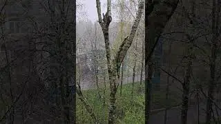 Сегодня май 2024 года в Санкт-Петербурге сильный снег и холод +3° #shorts #Saint-Petersburg