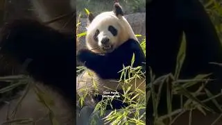Giant Panda - #giant #panda #sandiego #zoo #california #usa #animals #animal #bear #china #mountains