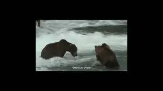 Discovering the Majestic World of Grizzly Bears