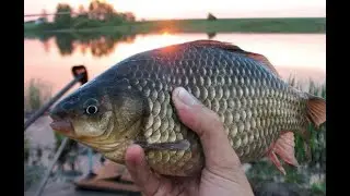 Утренний клев ЖИРНОГО КАРАСЯ!!! Килограммовый карась заставил купаться!