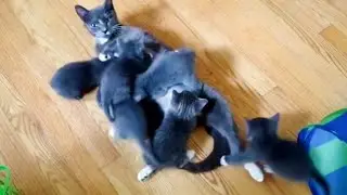 Neighborhood Cat Brings His Friends To Meet His Favorite Girl