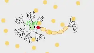 Anatomy & Physiology: Action Potentials & Axonal Transmission
