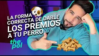 Cómo usar los PREMIOS de TU PERRO 🐶 ✅🎁