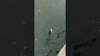 Тест удилища ;) не повторять!🤣 