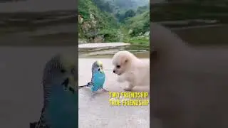 Dog and parrot can be friend | two friends | True friends