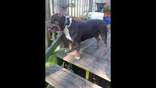 Cali Shines update 1 years old