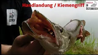Hecht mit der Hand landen / Kiemengriff / AIÖ