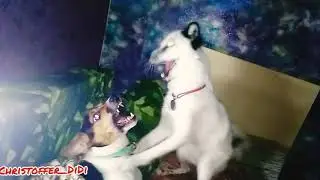 Истерический смех /funny animals/pet fox,dog