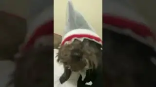 Baby shark (remix)