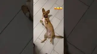 I'm the cutest dog in the world😍❤️🥰Is it so?🔥 #animals #dog #pets #cutepuppy #youtubeshorts