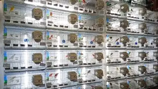 Proper lighting in birds breeding room!!!