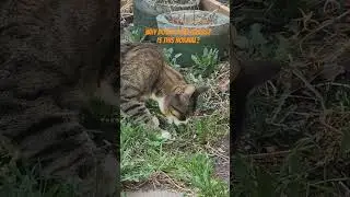 Why cats eat grass? #pets #cat #catlover #shorts #youtubeshorts