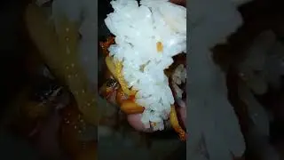 BALADO JENGKOL TERI GAK ADA OBAT 