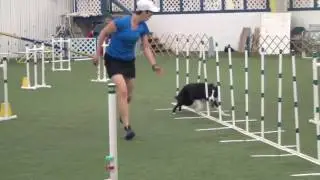 Score OneMind Dogs | Karen Holik Seminar Aug 2016