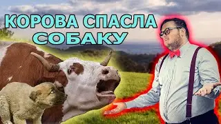 Корова напала на мужчину, который мучил собаку
