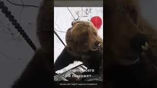 Медведь загнал вас на дерево 