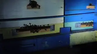 How to Gauge Bee Colony Strength at Night via the Hive Entrance