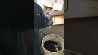 НЕ ЗАМОРАЧИВАЮСЬ с ГРУНТОМ для рассады