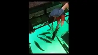 Ночное кормление судака)