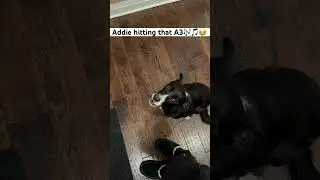 My Dog Hitting An A3 🎵🎶😂 #dog #music #funny #singing