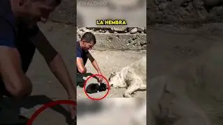 Perrita Adopta a un cachorro, y reacciona así...🥺❤️