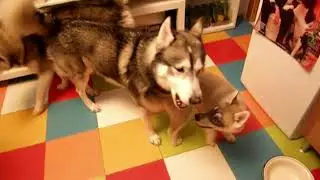 Нежные воспитатели