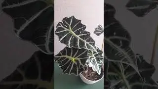 Алоказия Полли