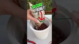 If REPOTTING Catasetum...WATCH This! 🪴👀⚡️ Tutorial ⚡️ #orchidcare #repotting #shorts #tipsandtricks