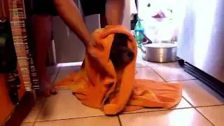 Finagin the dog