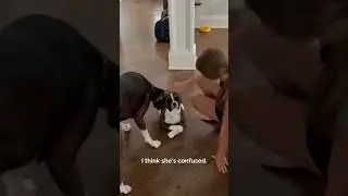 Getting a Twin of Their Senior Dog | MyPetsies©