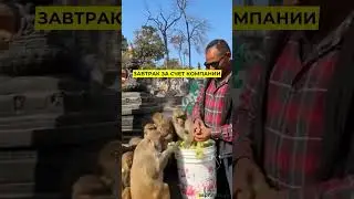 Я и мои коллеги каждое утро. А вас кормит компания? #работа #еда #компания