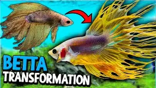Rescuing Dying Bettas From Fish Store - Betta Breeding Project!