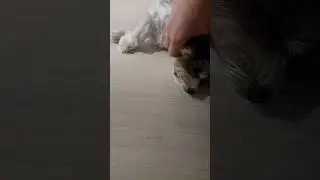 А извините, молодой человек #бивер #биверйорк #собака