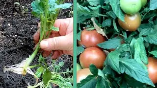 How to prune tomatoes for best crop.