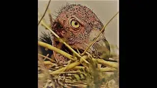 Kobra Project - Vulture's Nest