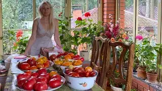 Для тех кто хочет выгодно  купить семена томатов вкусных красивых экзотических и редких  сортов