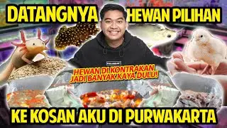 DATANGNYA SEMUA HEWAN PILIHAN KE KOSAN AKU DI PURWAKARTA! HEWAN DI KONTRAKAN JADI SEMAKIN BANYAK!