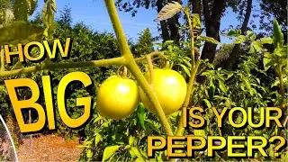 How To Grow Bigger Pepper Plants