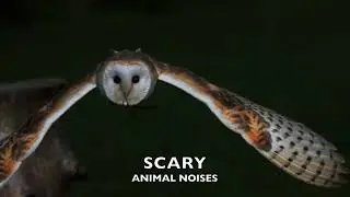SCARY ANIMAL NOISES