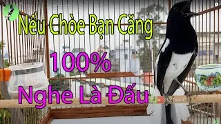 Hót Chuẩn ĐẤU GIỌNG NÚI RỪNG || Luyện giọng chòe than HÓT HAY || Kích chòe than hót đấu