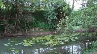 passeggiata nel bosco
