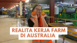 REALITA KERJA FARM CITRUS PACKING DI AUSTRALIA!