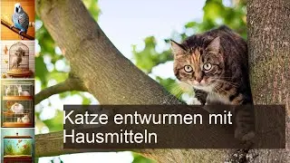 Katze entwurmen: Hausmittel, die gut helfen